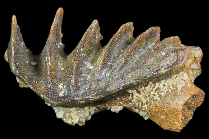Cretaceous Lungfish (Ceratodus) Tooth Plate #81181